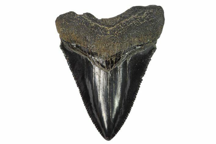 Juvenile Megalodon Tooth - Georgia #115713